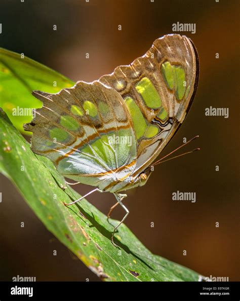 Malachite Butterfly High Resolution Stock Photography And Images Alamy