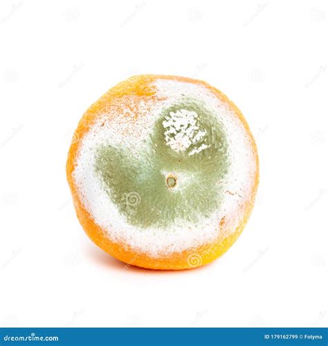 Moldy Rotten Orange Isolated On White Stock Image Image Of Citrus