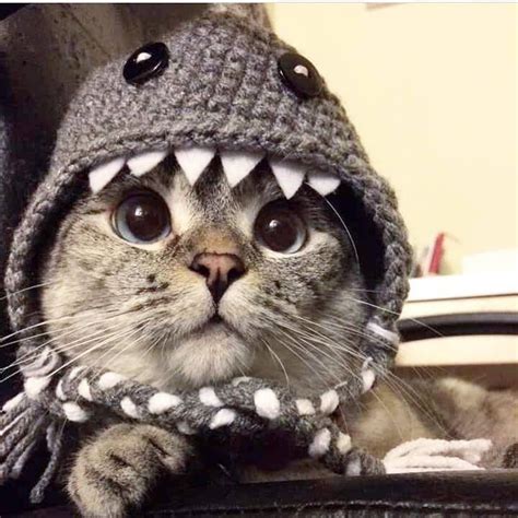 Cat In A Shark Costume Cat In Shark Costume Pictures Photos And