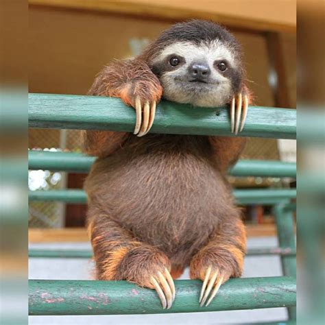 Baby Sloth Happy Animals Animals And Pets Funny Animals Smiling