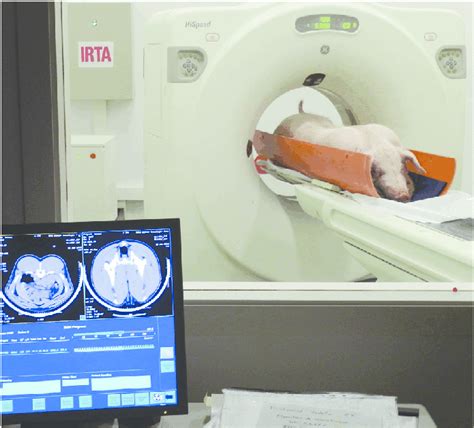 Scanning of a pig by computed tomography (CT) at 120 kg at IRTA's... | Download Scientific Diagram