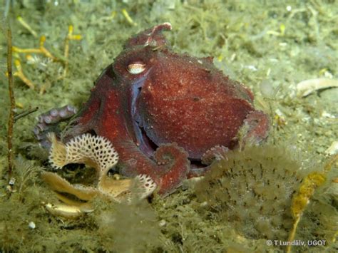 Blue Blood On Ice How An Antarctic Octopus Survives The Cold