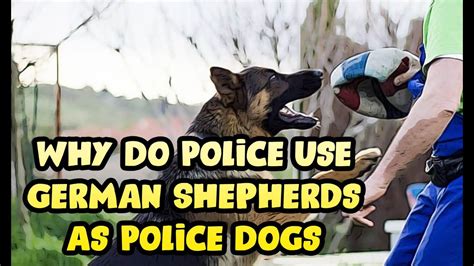 Why Do Police Use German Shepherds As Police Dogs Youtube