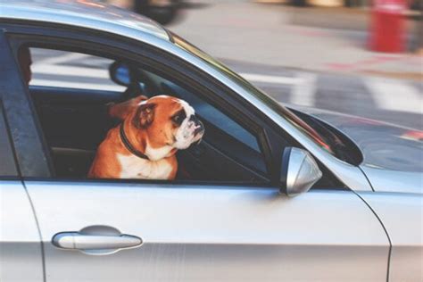 Hundebur til bil: Topp 6 hundebur til bilen din (april 2022)