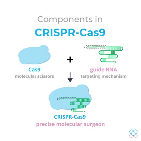 Crispr Cas9 System