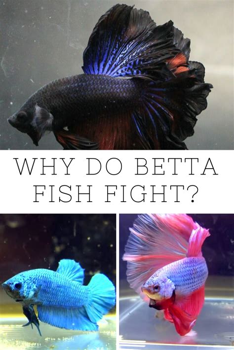 Why Do Betta Fish Fight Betta Betta Fish Betta Fish Tank