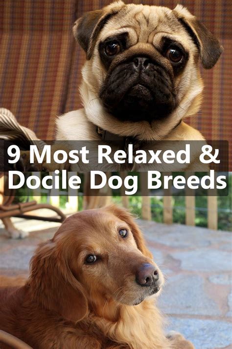 And learn about the differences between therapy, support, and service. Relaxed and docile dog breeds are perfect pets for ...