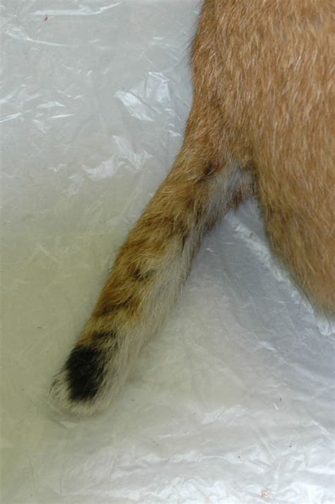 Maybe you would like to learn more about one of these? Backyard Beasts: May 2012