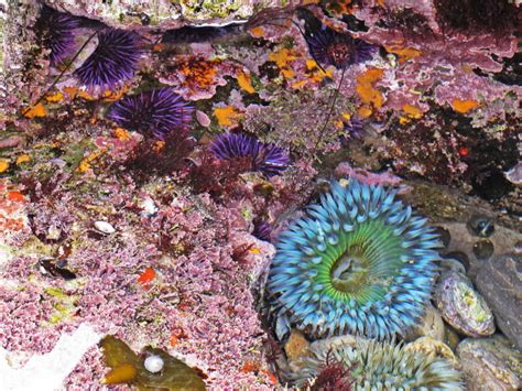 5 Of The Coolest Tide Pool Creatures Awesome Ocean