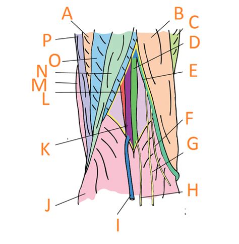 Popliteal Fossa And Knee Flashcards Quizlet