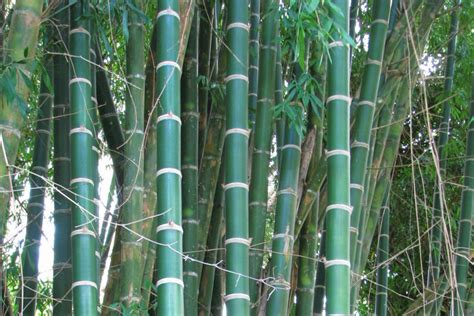 4 Tall Bamboo Genera You Can Use For Timber