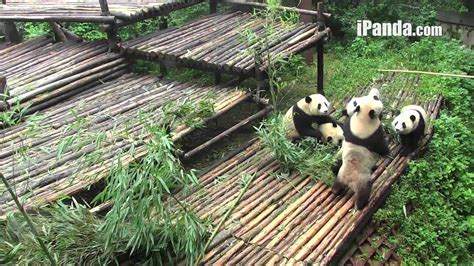 Panda Cubs Fighting In Kindergarten Youtube