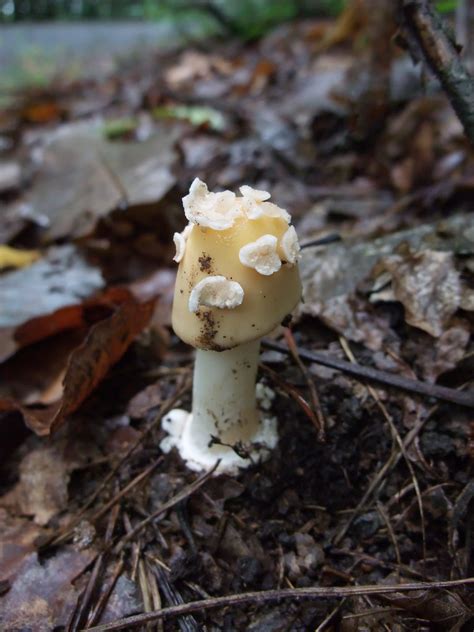 White Mushroom Elizabeth Sellers Flickr