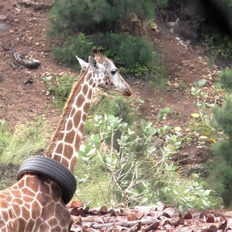 giraffe gets tyre stuck around neck this giraffe somehow got a tyre stuck around her neck so