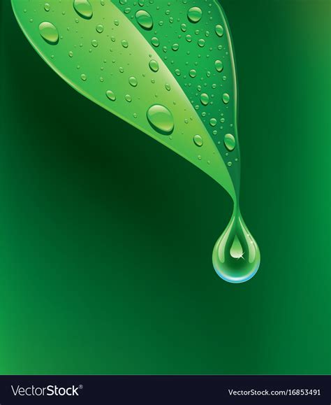 Green Leaf With Many Water Drops Royalty Free Vector Image