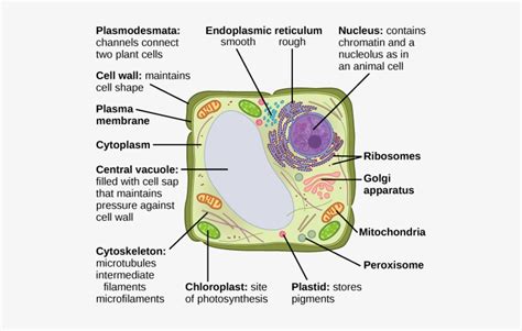 Are Vesicles In Animal Cells Components Of A Typical Animal Cell 1