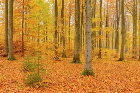 Beech Tree Forest In Autumn Spessart Bavaria Germany Stock Photo