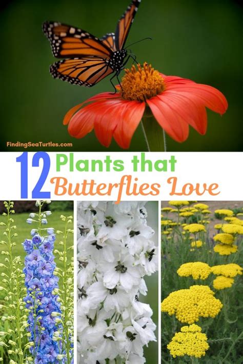12 Perennials That Butterflies Find Irresistible