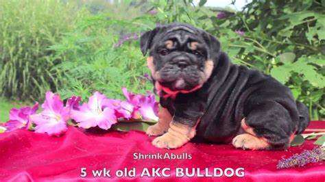 We are passionate about our puppies and we breed with a commitment to conformation. Black Tan English Bulldog puppy AKC bulldog - YouTube
