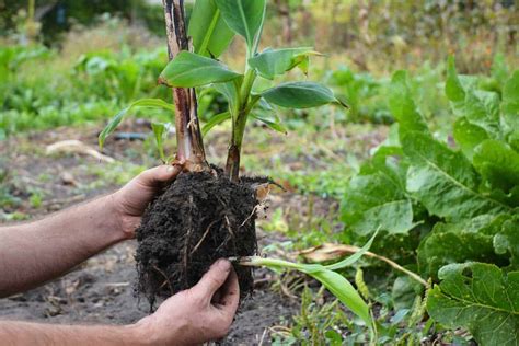How to prevent and deal with tree roots above ground, as well as damage to sidewalks, driveways & patios, sewer & water lines, and foundations. How Deep Are the Roots of a Banana Tree? - Decorision