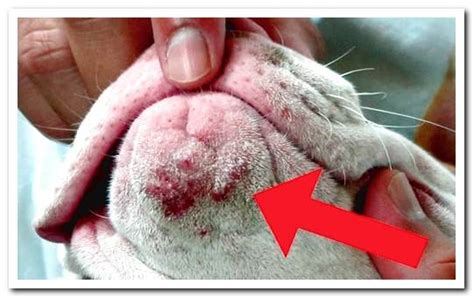 Dog Fungi Causes Symptoms And Effective Treatments Dogsis
