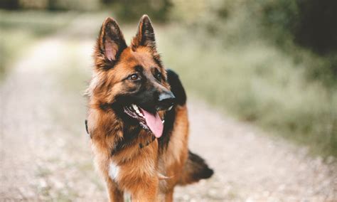 German Shepherd Breed Characteristics Care And Photos Bechewy