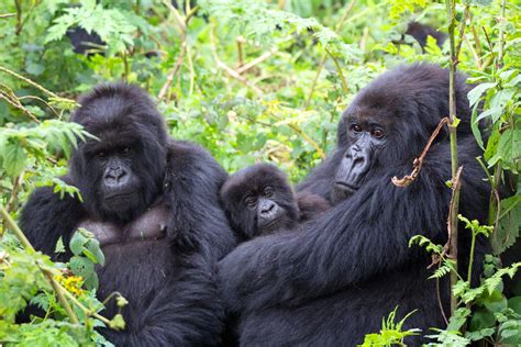 Is Mountain Gorilla Trekking Worth The Money Gorilla Tracking Uganda