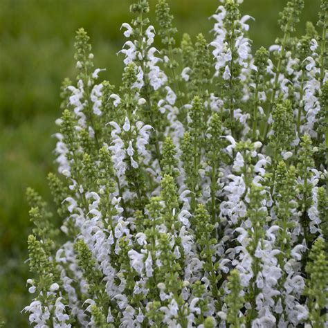 Salvia White Profusion Garden Crossings