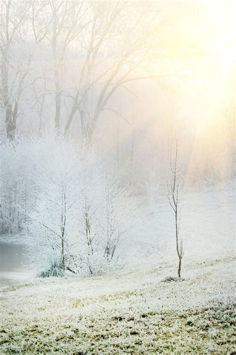 Frozen Winter Forest Path Stock Photo Image Of Beautiful 99889922