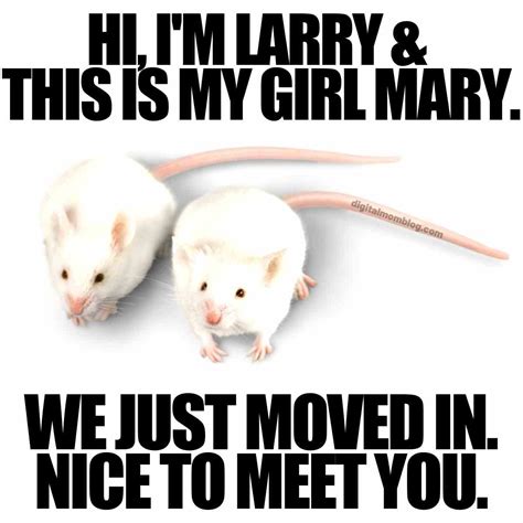 Oh Agitaţie Arhiva Mouse Rat Meme Materne Cantitatea Vânzărilor Plin De