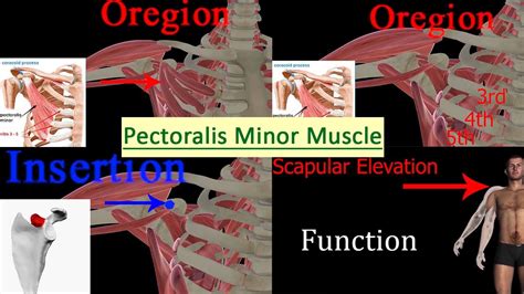Pectoralis Minor Origin Insertion Nerve Supply Action Vrogue Co