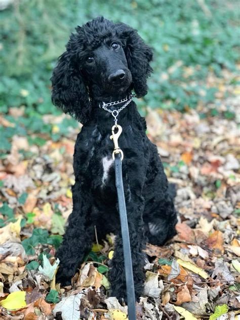 Poodle in dogs & puppies for sale. Ally, Female Standard Poodle Puppy For Sale - Man's Best ...
