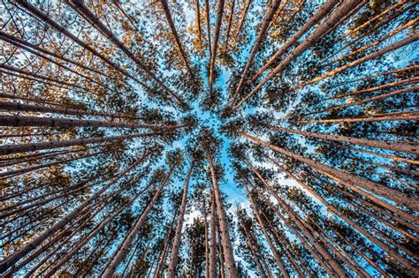 Wallpaper Trees Forest Nature Sky Branch Symmetry Hdr Tree