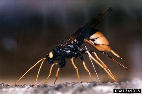 Giant Wood Wasp Urocerus Gigas Gigas Hymenoptera Siricidae 1349015