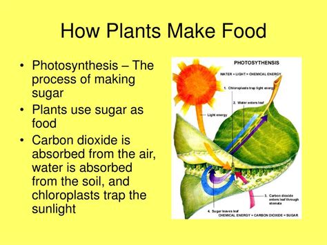 The photosynthesis process the green plant makes its own food by the photosynthesis process in its green leaves as they contain the the factors for the photosynthesis process are the sunlight, the chloroplasts, carbon dioxide gas (produced from the respiration), the water and the mineral salts. PPT - Energy from Plants PowerPoint Presentation - ID:1816058