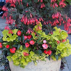 Ghost fern athyrium 'ghost' item #1876 woodland garden. Fuchsia Upright Gartenmeister : How To Care For The ...