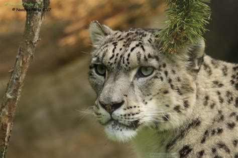 Schneeleopard Snow Leopard Marwell Zoo Paul Noodles Flickr