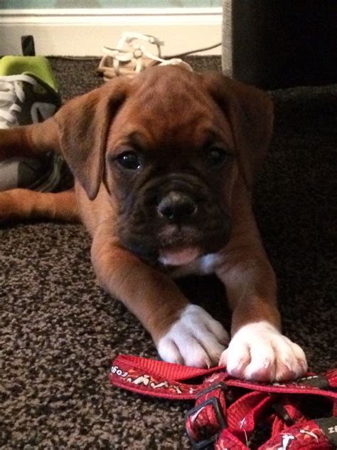 Up to which age can dogs actually get pregnant and have puppies? Female Boxer puppy 10 weeks old! | Billingshurst, West Sussex | Pets4Homes
