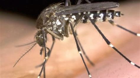 Mosquitoes Wey Go Epp Scientists Gada Info To Fight Malaria Don Land