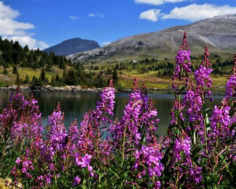 Sunshine Meadows Top Hike In The Canadian Rockies