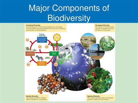 Ppt Biodiversity And Evolution Powerpoint Presentation Free Download