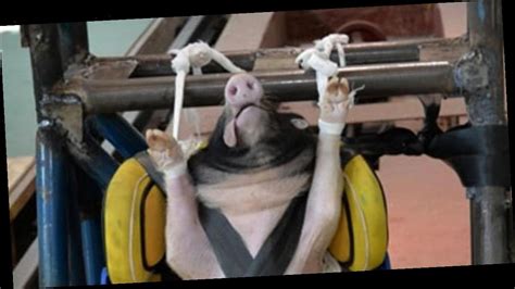 Live Pigs Used As Crash Test Dummies And Killed In Cruel