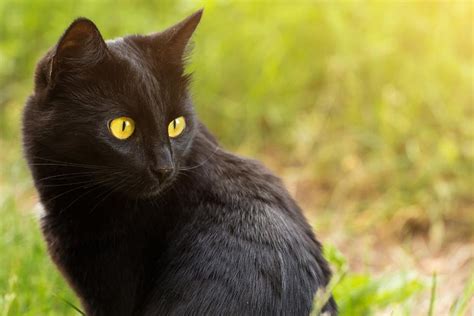 Quelle Race De Chat Me Correspond - Les 10 races de chats les plus affectueux | Gamm vert