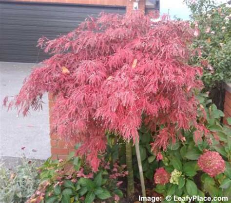 Dwarf Japanese Maples Including Weeping Types Leaves Pictures