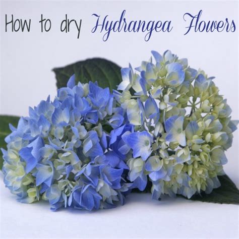 How To Water Dry Hydrangea Flowers