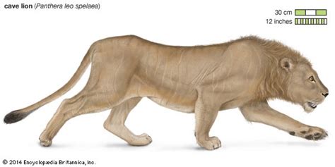 Cave Lions Could They Be Todays Alaskan Tiger