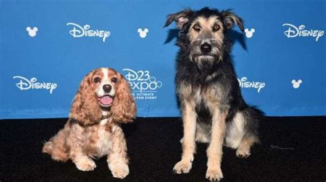 Lady And The Tramp Live Action Remake Trailer Released