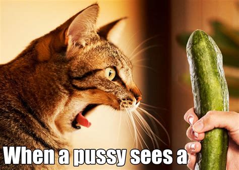 Fun Facts Apparently Cats Are Fascinated By Cucumbers If You Know