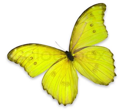 Beautiful Yellow Butterfly Isolated On Stock Image Colourbox
