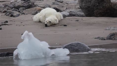 Polar Bear Starving To Death During Glacier Calving Youtube